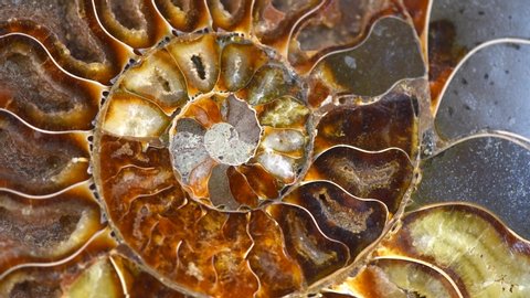 Nautilus shell section, Ammonite fossil shell rotation backdrop. Ancient macro abstract texture Background. Polished ammonite fossil shell with mineral crystals. Close-up 4K UHD video. 