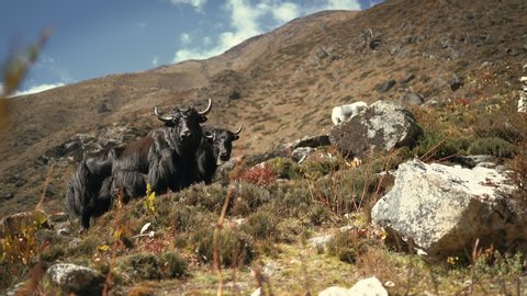 4K two black Nepalese yaks standing still with background of big hill. Environment preservation, animals, fauna concept.