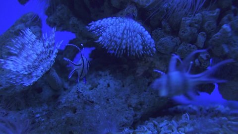 Underwater view of marine life in the deep blue ocean, Sea anemones, crinoids, tropical fish in the dead corals on the ocean floor.