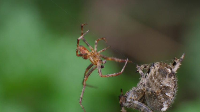 Gender murder, female spider kills male spider during sexual intercourse. Araneus Diadematus, macro video