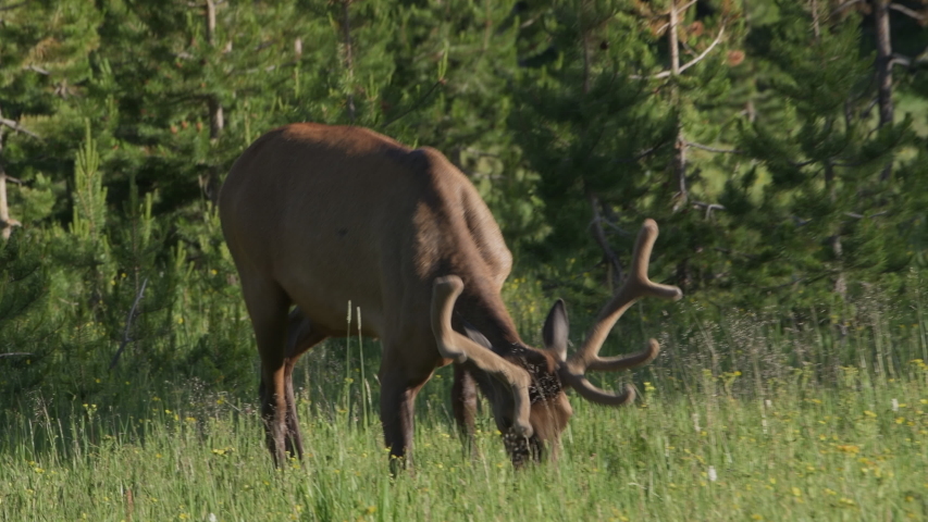Bull elk growing large, velvet covered antlers sits down in lush grass in summer.