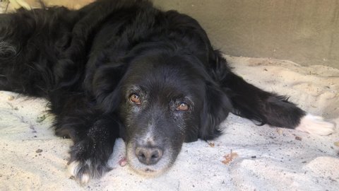 An old dog lying on sand