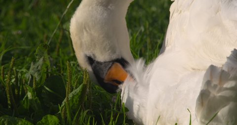 Beautiful white swan preening feathers plumage pecking orange beak close up