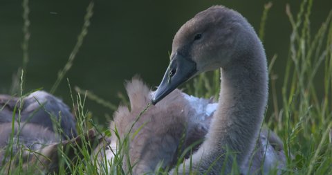 Swan chick grey cygnet preening feathers and goes go sleep river long gras