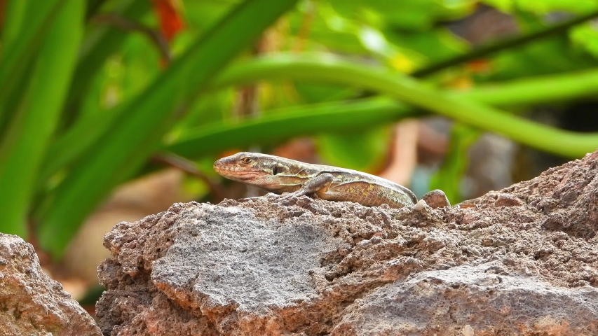 Canary Lizard Zoom Side View Gallotia Stock Footage Video (100% Royalty