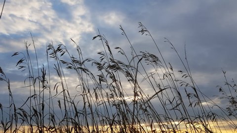 Grasses swaying in the wind against the backdrop of the sunset sky