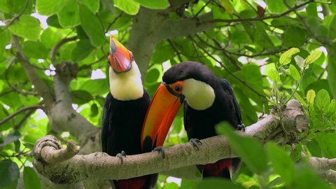 This video shows a pair of jungle Toco Toucans perching together in a lush forest tree top canopy.