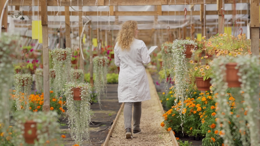 Full length back view follow shot of young female biologist in white coat walking down aisle in floral garden greenhouse with laptop in her hands and examining plants