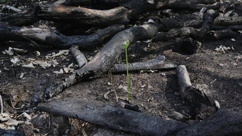 A green shoot in a burnt area of forest fire damage