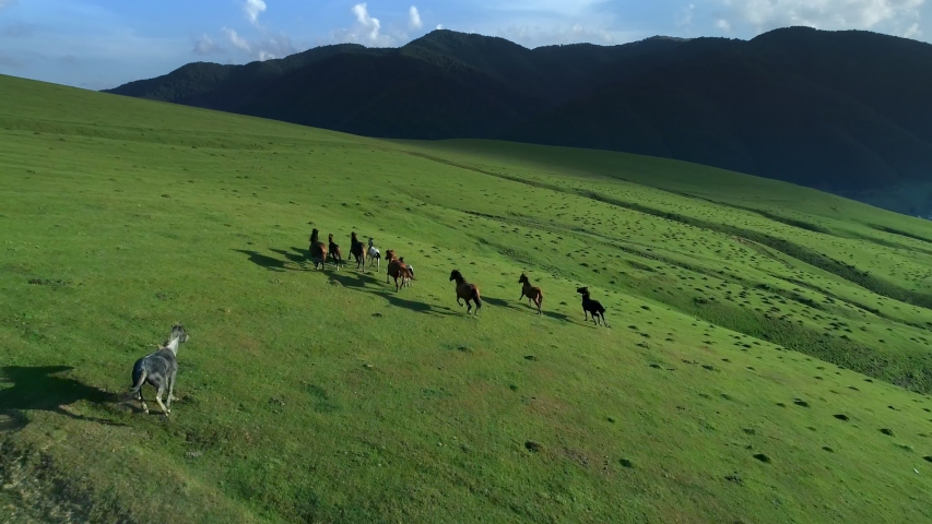 Wild Horses running through mountain hills. Slow motion Herd of Animals Stallions galloping Wild nature concept. Fresh sunny grassy mountain meadow spring summer season Landscape. Royalty-Free Stock Footage #1056833333