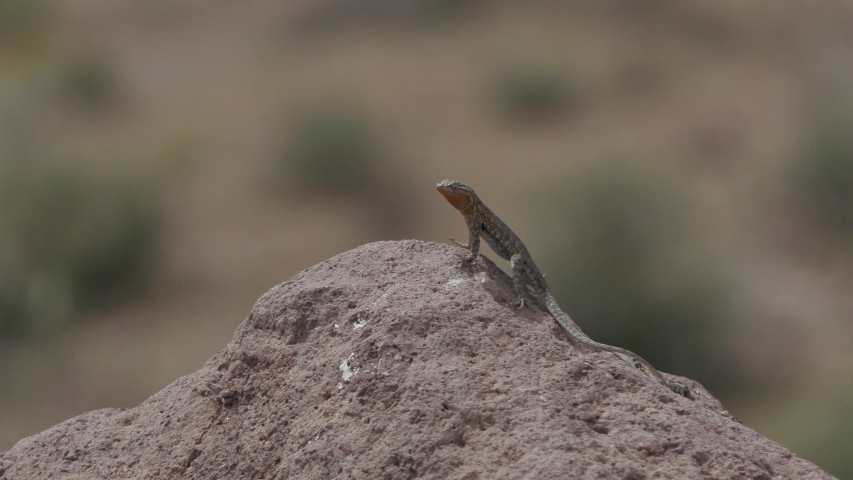 Common Side-botched Lizard Perched on Rock Looking Around in Desert in Spring