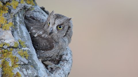 Scops Owl looking out of nesthole. Otus scops close up