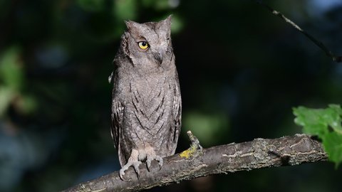 European Scops Owl Otus scops, sitting in the forest on a branch