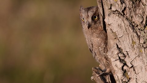 Scops Owl sitting in the nest. Otus scops