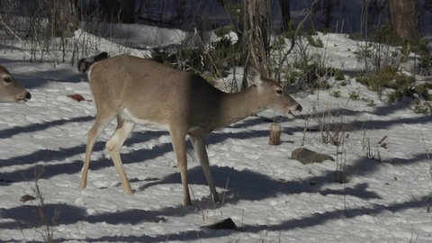 White-tailed Deer Doe Female Eating Chewing in Forest in Winter Snow