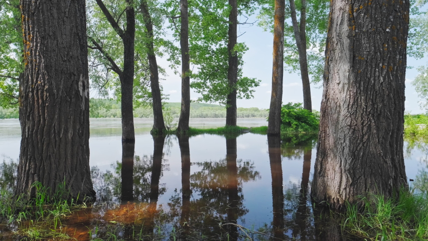 Water lifting. High water rise on the river with trunk of tree underwater