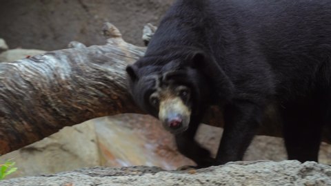 This close up video shows an active wild sun bear descending and climbing down rocks and fallen tree trunks.