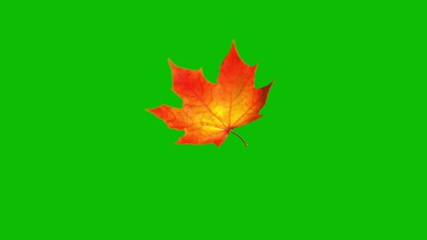 Flying Maple Leaf On Green Screen. Seamless Looped. 3D Animation. 4K. 3840x2160.