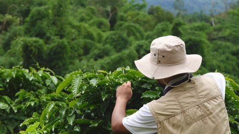 Farmer in coffee plant. Coffee analysis. Agronomist work, Farmer with hat in coffee plantation field.