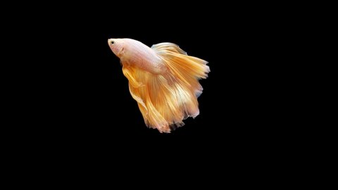 slow motion of Gold color Siamese fighting fish, well known name is Plakat Thai, Betta is a species in the gourami family, 