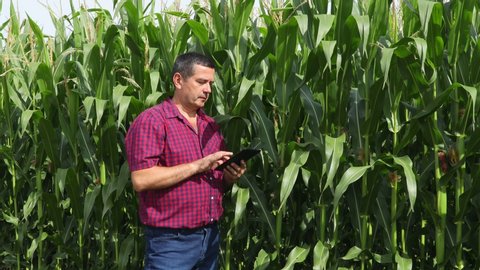 Farmer with electronic tablet analyze corn field