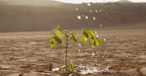 Close up shot of water drops falling on tiny plant in desert. Little sprout growing on cracked soil in dried lake - ecological disaster, save our planet 4k footage