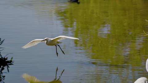 Snowy egret flying past camera over water 120fps slow motion 4k