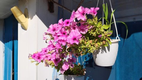 beautiful flowers in pots. bright beautiful petunias