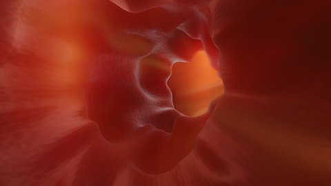 Animation of a Enteroscopy of the human intestines with a healthy peristalsis.