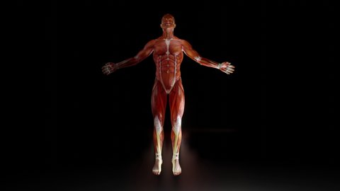3D Animation of human anatomy illustration.