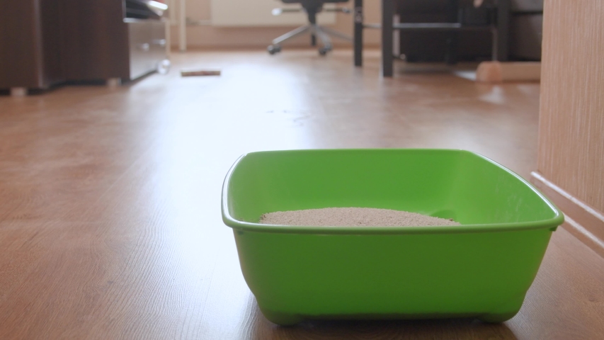 Kitten watching pouring clay litter into green plastic cat litter box on floor in living room Royalty-Free Stock Footage #1056850748