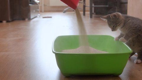 Kitten watching pouring clay litter into green plastic cat litter box on floor in living room