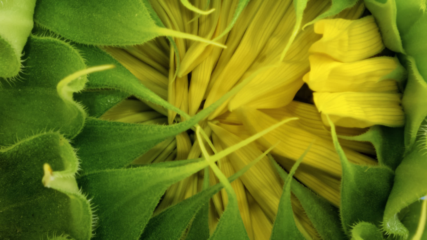 Macro time lapse opening Sunflower Head close-up Royalty-Free Stock Footage #1056855830