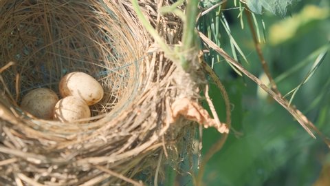 Bird nest with eggs on a tree branch in the wild.