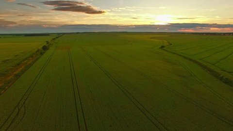 Aerial: Flight over the wheat or rye field in sunset