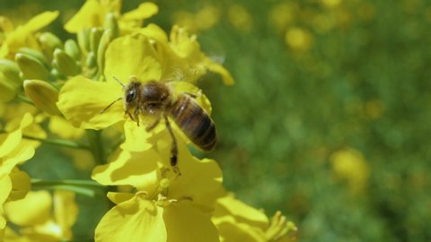 Slow Motion of Honey Bee Busy in Rapeseed Flower in Springtime. Close Up Bee Collect Nectar on Yellow Rapeseed Flower in Spring Field. Bumblebee on Leaf. Extreme Closeup Macro Shot. Blooming Canola.