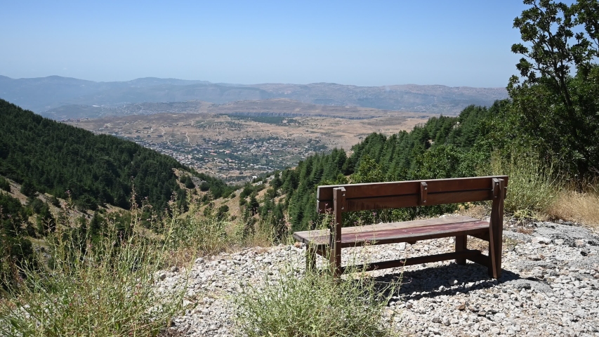 Panoramic View Inside Cedars Forest 