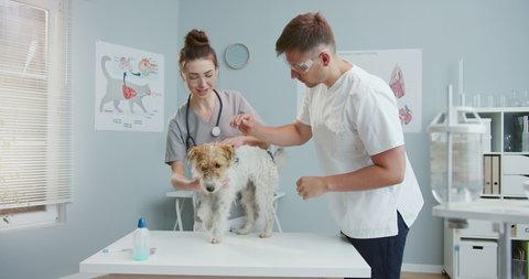 Middle plan of female veterinarian in blue medical gloves and a stethoscope examines dog on an examination table in a veterinary clinic with male veterinarian in medical gloves and glasses. Teamwork.