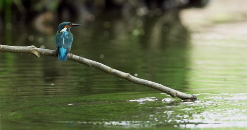 MS Common kingfisher (Alcedo atthis) diving into water / Worcestershire, UK