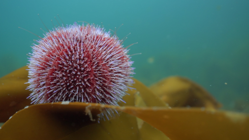 Close up sea urchin on kelp in Lofoten archipelago, Norway