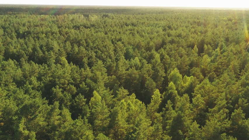 Aerial View Of Green Forest Landscape. Top View From High Attitude In Summer Evening. Natural Backdrop Background Of Coniferous Forest. Drone View. Bird's Eye View Royalty-Free Stock Footage #1056877883