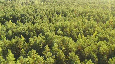 Aerial View Of Green Forest Landscape. Top View From High Attitude In Summer Evening. Natural Backdrop Background Of Coniferous Forest. Drone View. Bird's Eye View
