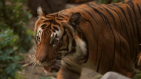 This video shows a follow focus of the front view of a handsome wild tiger on the prowling.