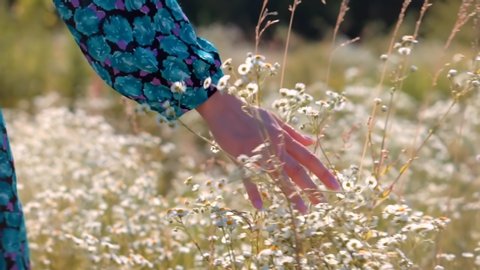 Hand Touches Grass In Wild Field. Female Enjoying Nature At Sunrise.Beautiful Girl On Meadow. Sun Through Hands.Girl Relax On Morning.Woman Walking On Summer Field.Woman Hands Close Up Touches Flowers