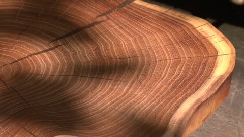 Cross section of a very old tree with countless tree rings demonstrative of age. Large circular piece of wood cross section with concentric tree ring texture pattern and cracks
