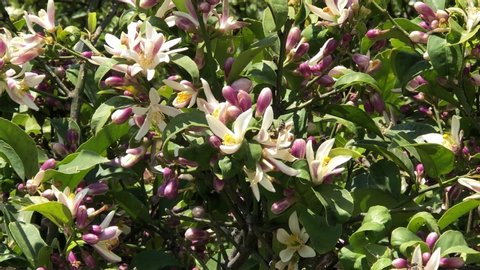 Lemon or lime tree flowers are pollinated by bees close-up