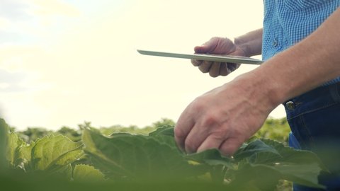 farmer hands with digital tablet working a in smart farm field. agriculture concept. farmer hands with working in field harvesting crop farm. old senior farmer is smart farming engaged agriculture