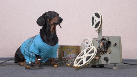Naughty dachshund dog has unwound tape from reel and got tangled in it, sits and barks next to traditional movie viewing set - paper bucket with salted or caramel popcorn, vintage film projector