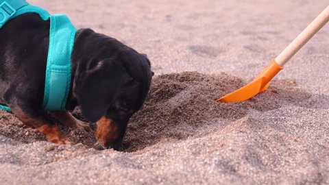Construction shovel sticks out of sand on the beach. Active dachshund dog in blue harness digs hole as real hunter