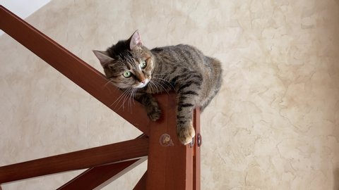 Funny crazy kitty is sit on the top step of stairs at home, playing, stretching, scratching with hind paw and yawning. Cat attracts attention of owner, taking care of pets.